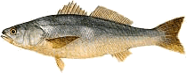 corvina.png