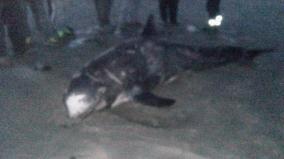 Preocupación por 10 Cetáceos varados en isla Mocha